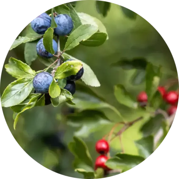 Aircraft CIGAR BLEND - Nordic Wild Berries (200г)