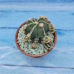 Astrophytum Myriostigma "Hakujo Fukuryu"  (Астрофитум)