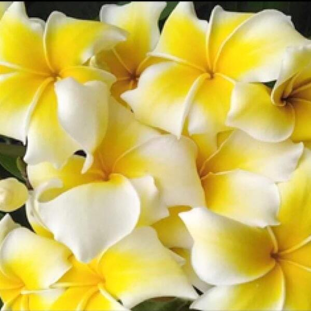 Плюмерия SUPHAN YELLOW