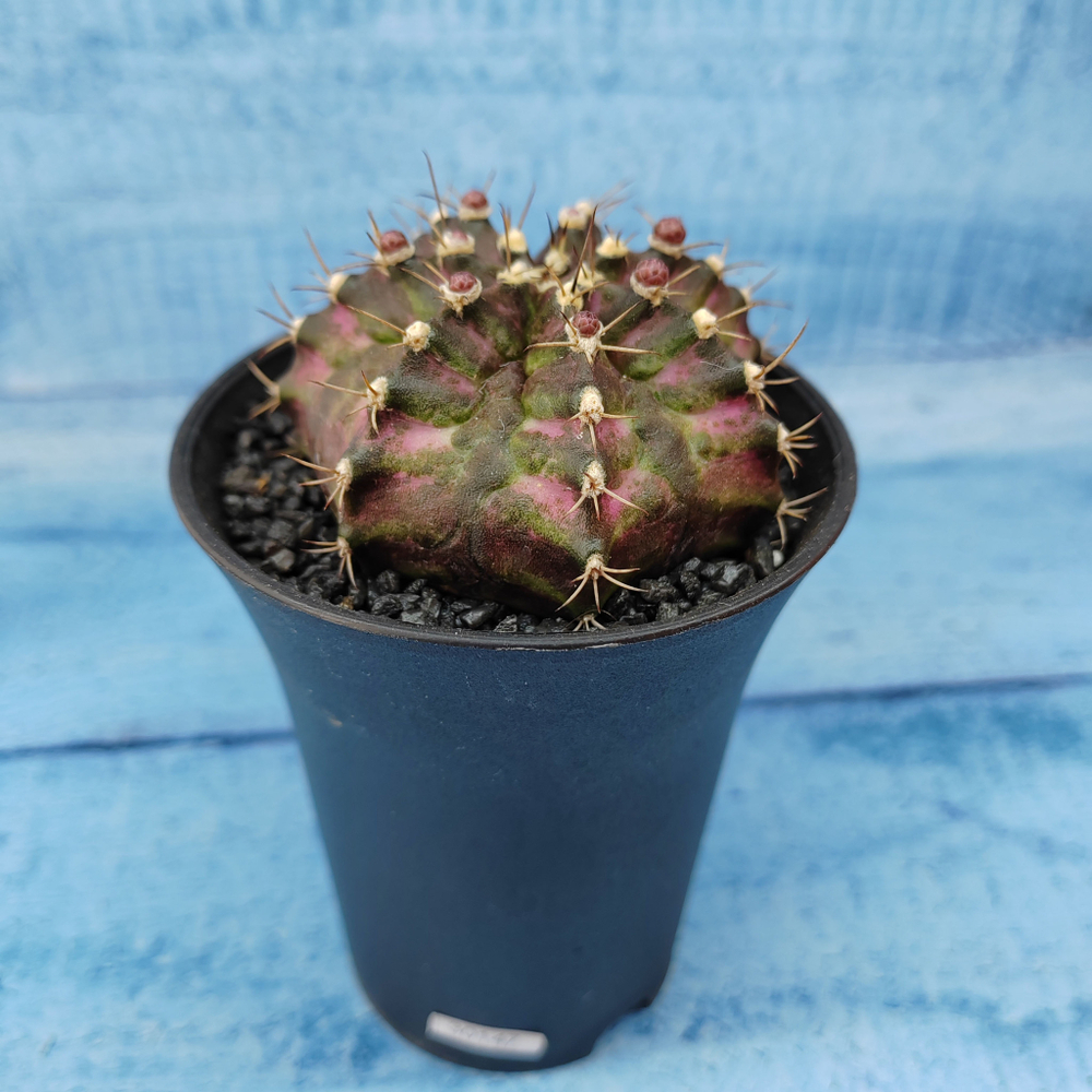 Gymnocalycium T-Rex Pink hybride (Гимнокалициум T-rex)