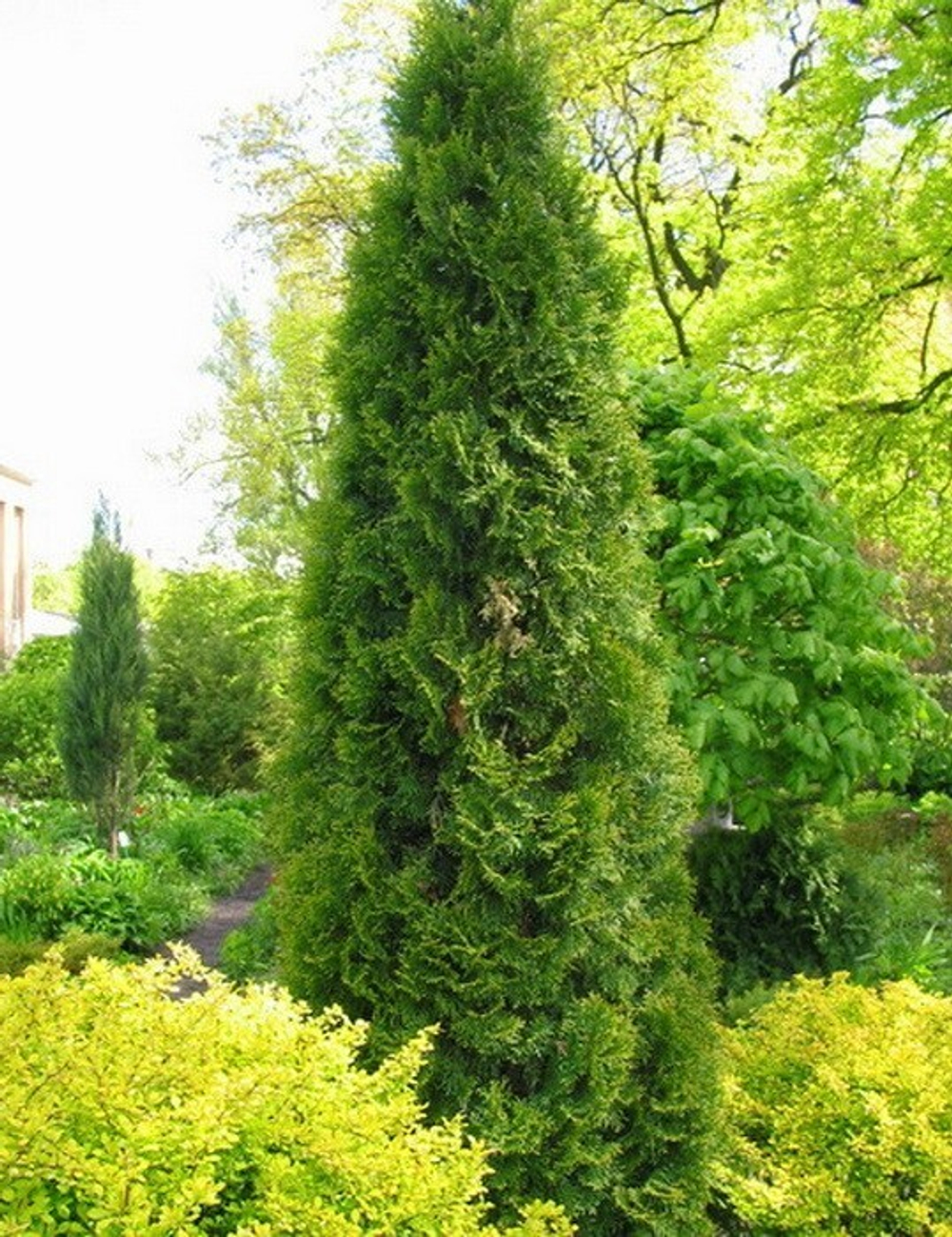 Туя западная Pyramidalis Compacta (Пирамидалис Компакта) 40 см