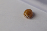 Ципрея клеопатра (Cribrarula cumingii cleopatra), 2,2см, 1шт