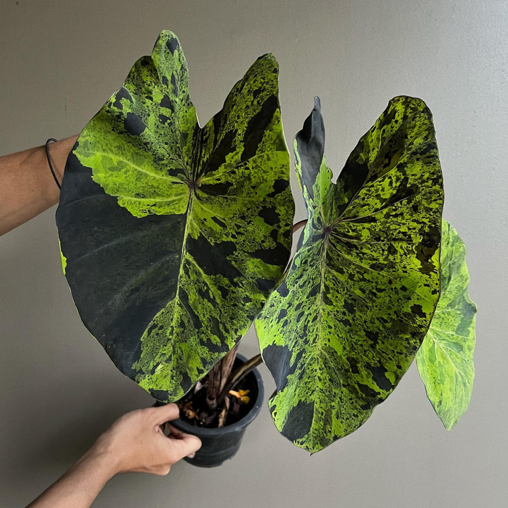 Колоказия Мохито (Colocasia Mojito) корневище