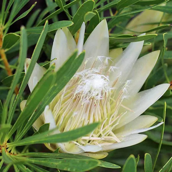 Протея Protea Repens White семена 2 шт