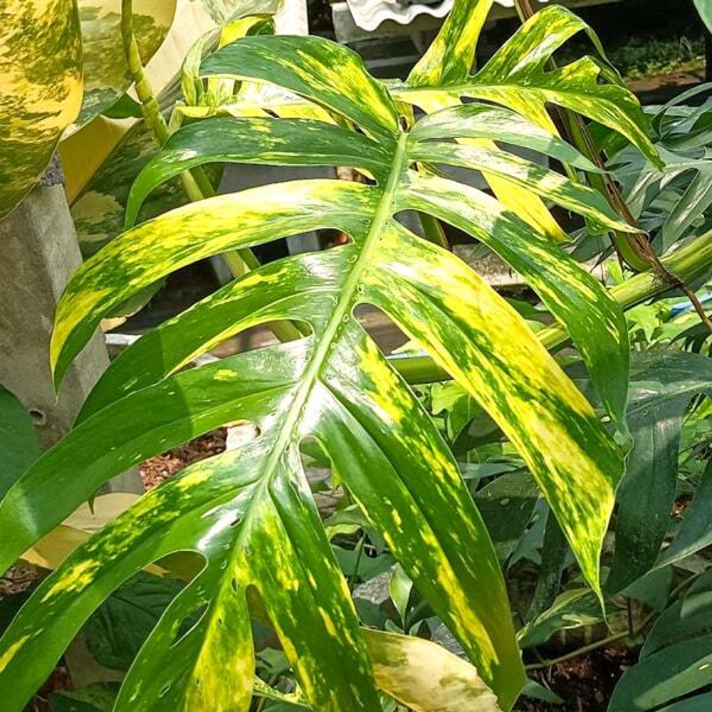 Эпипремнум PINNATUM GOLDEN FLAME MATURE