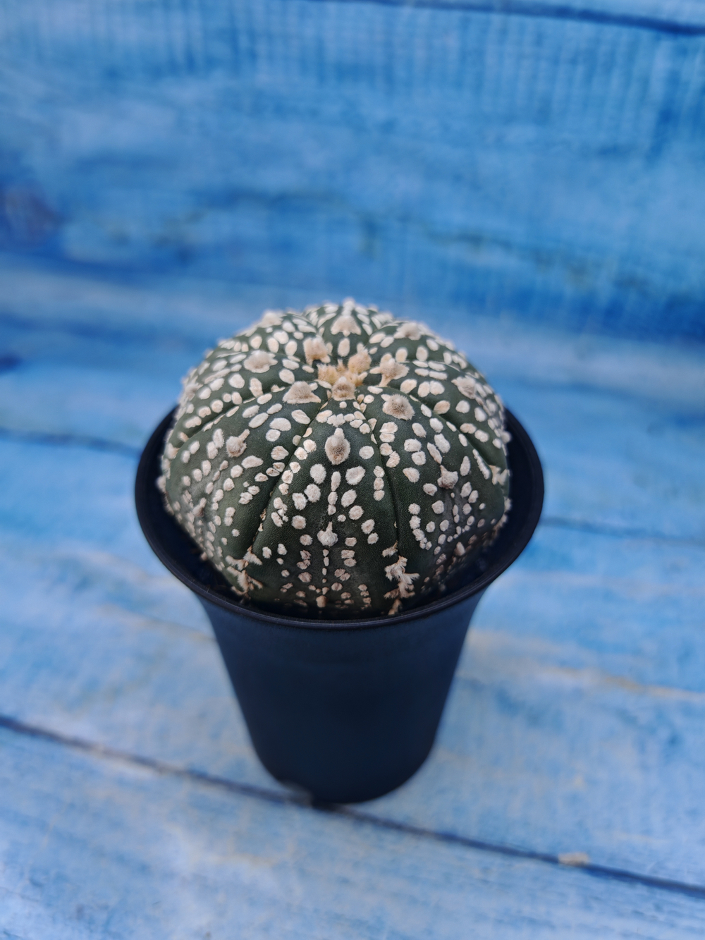 Astrophytum Asterias (Астрофитум)