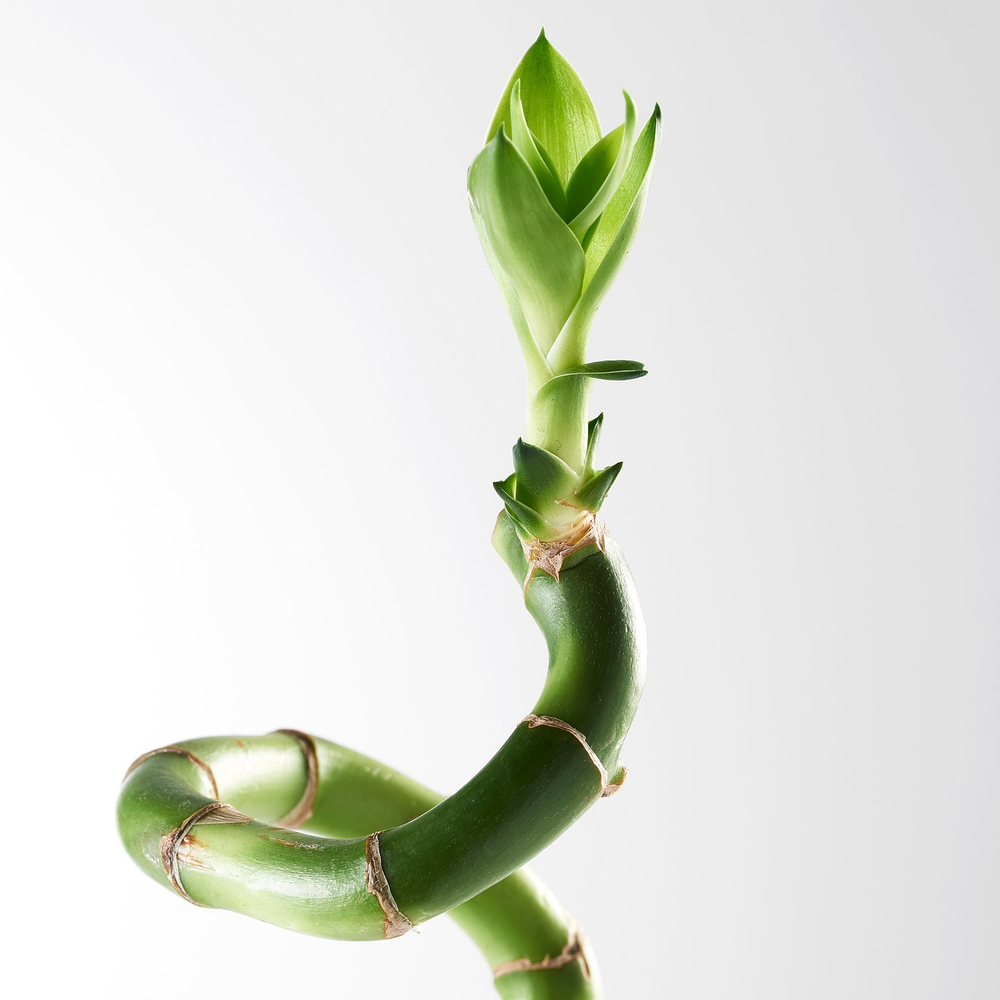 IKEA DRACAENA  (ИКЕА ДРАСАЕНА)  -  Растение - Счастливый бамбук/Спираль 45 см