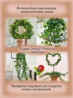 Хедера Чикаго плющ вечнозелёный