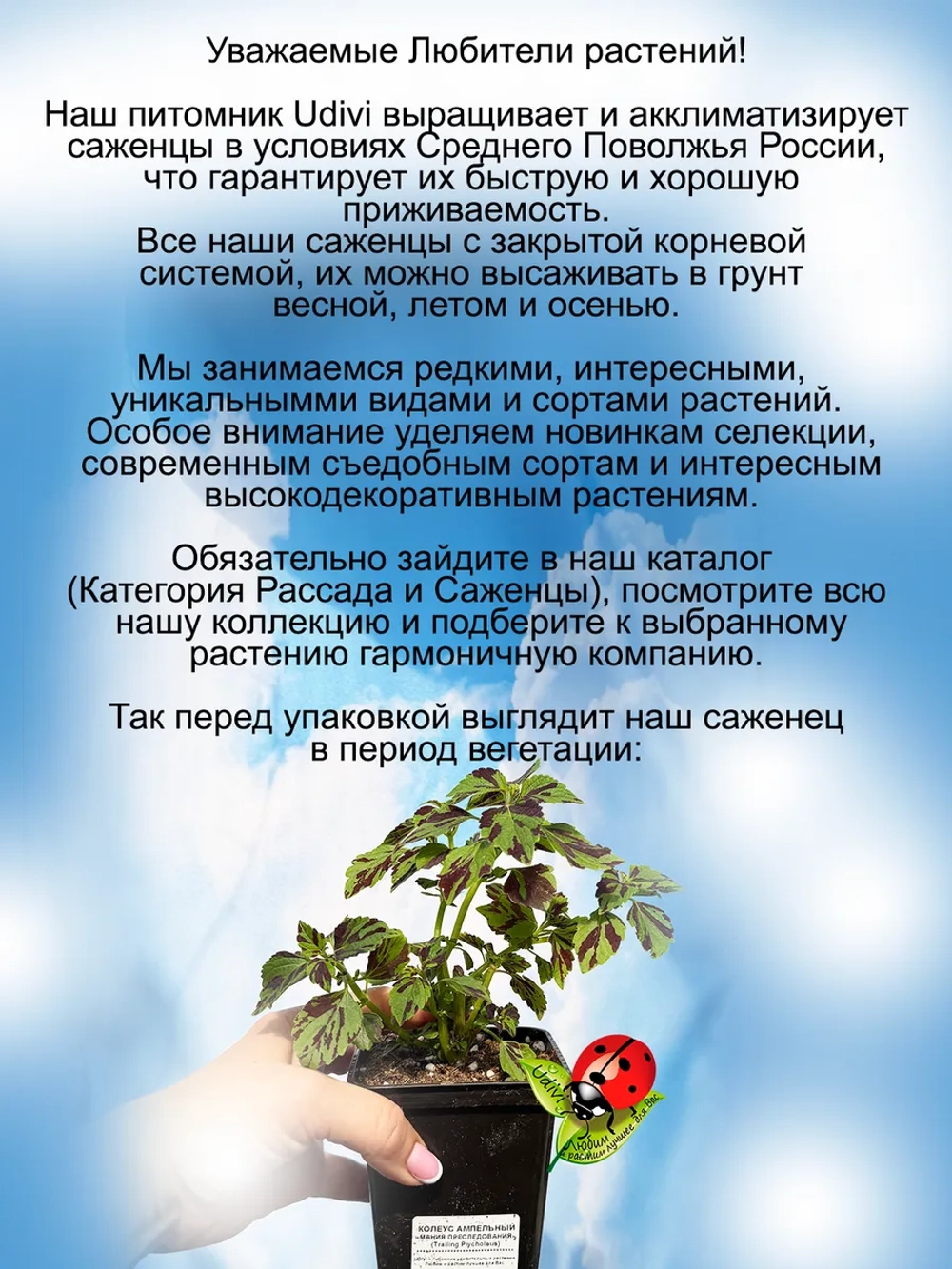 Колеус ампельный Мания преследования Трайлинг Психолеус