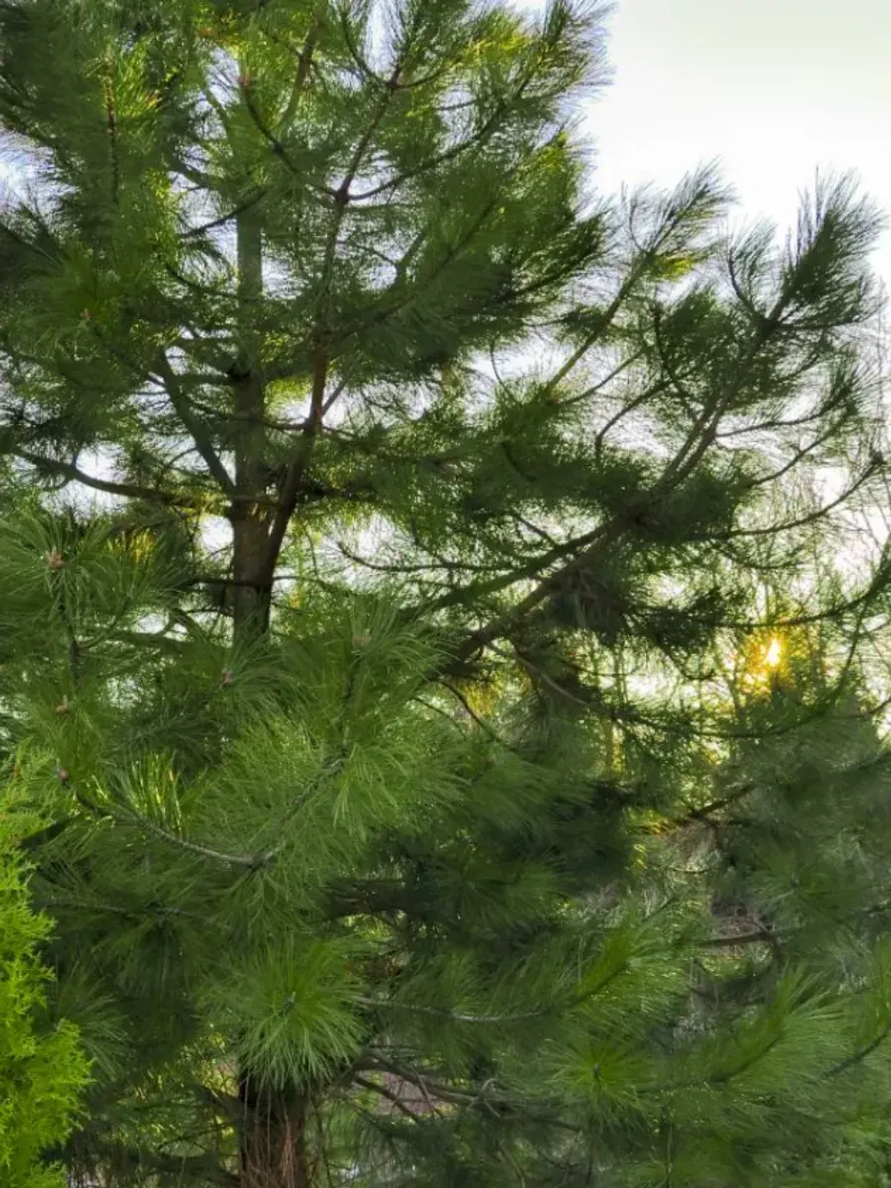 Семена Сосна Ламберта (Pinus lambertiana) 1гр