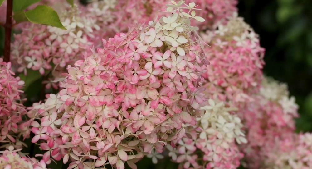 Гортензия метельчатая Роял Флауер/Royal Flower в контейнере P9 ( 0.5 литра) поставка МАЙ 2027