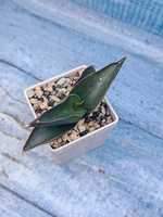 Sansevieria stylish fan (Сансевиерия)