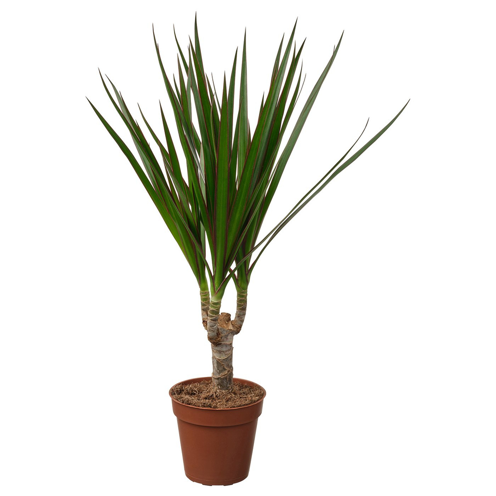 IKEA DRACAENA MARGINATA  (ИКЕА ДРАСАЕНА МАРГИНАТА)  -  Комнатное растение - драцена окаймлённая 9 см