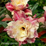 Адениум 36-MAT BIEC (В4)