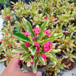 Эуфорбия Миля вариегатная VAR PINK (116)