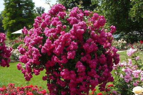 Розенгартен Цвайбрюкен (Rosengarten Zweibrucken)