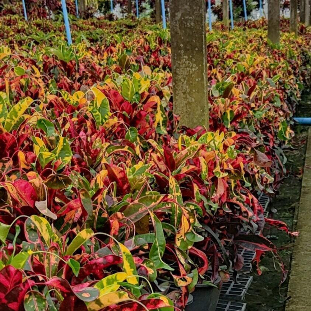 Кротон YAD MANEE – RED DIAMOND (K132)