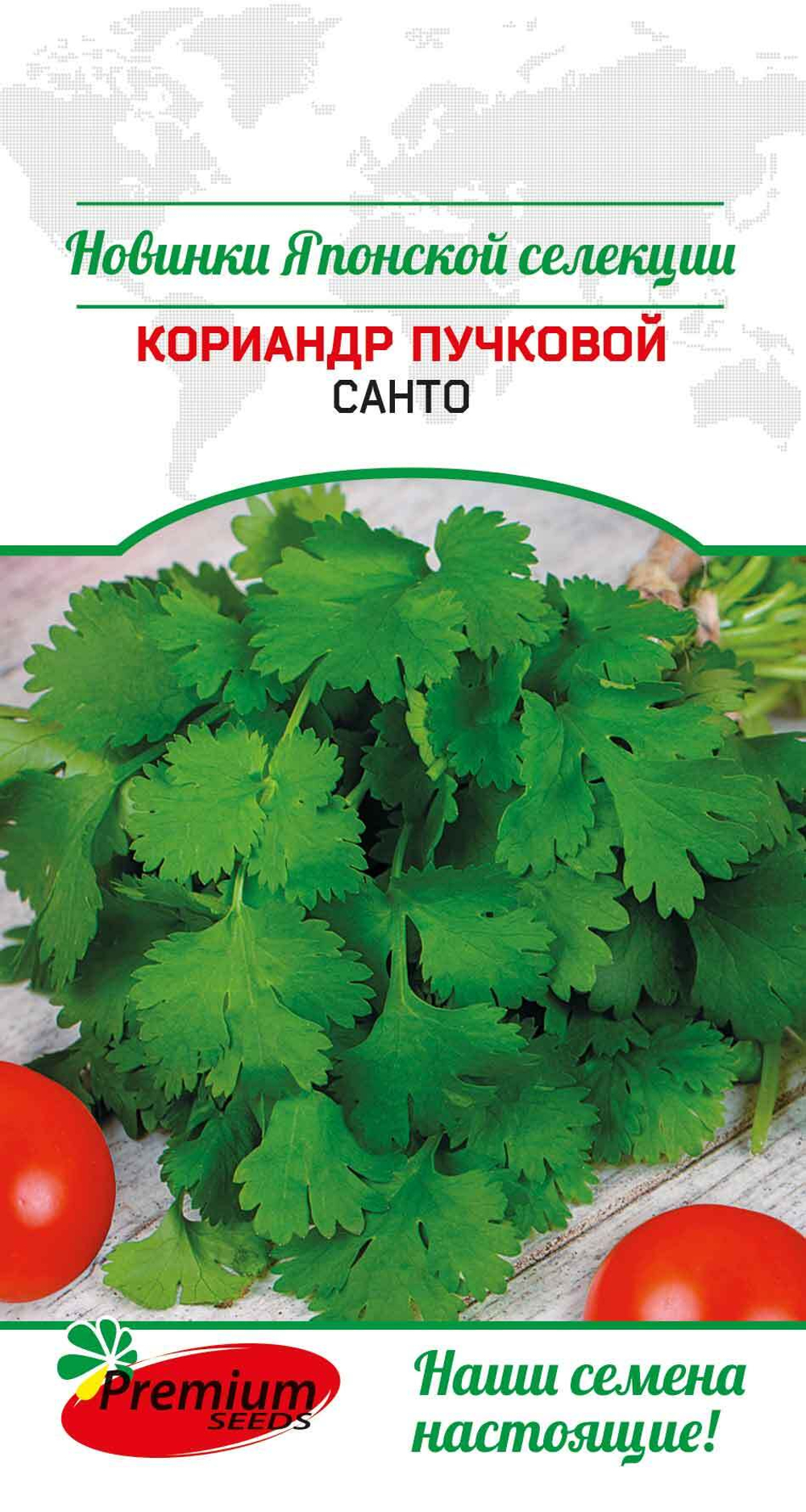Кориандр пучковой Санто