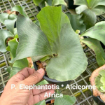 Платицериум P.ELEPHANTOTIS x ALCICORNE AFRICA