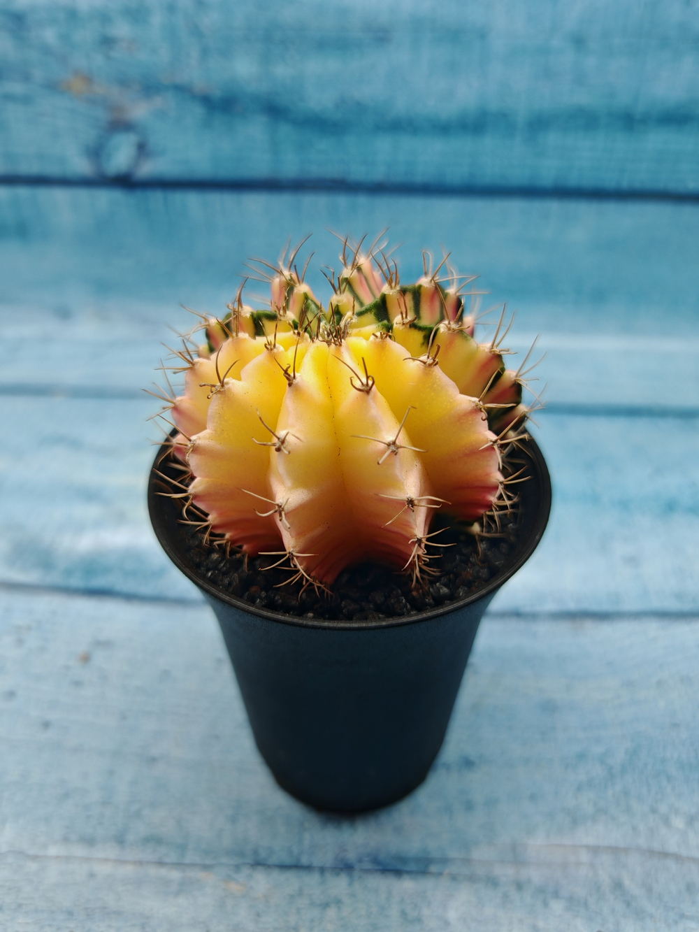 Gymnocalycium Variegata (Гимнокалициум Вариегатный)