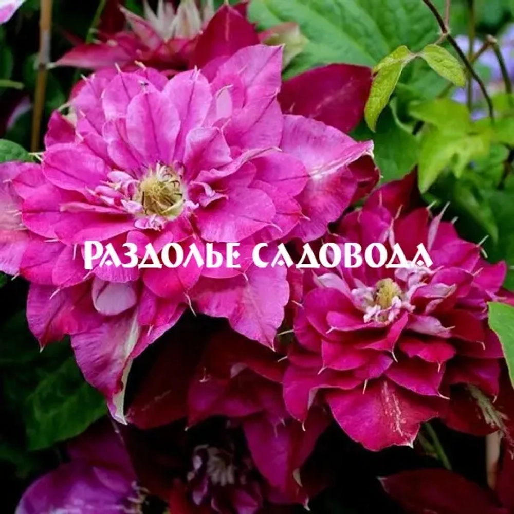 Клематис крупноцветковый Хот Киссес