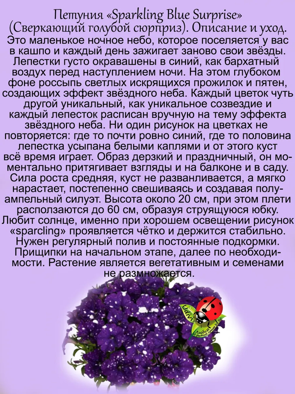 Петуния Спарклинг Блю Сюрпрайз звездное небо