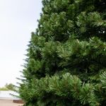 Уличная ёлка Испанская 28 м, каркасная, ПВХ, Green Trees