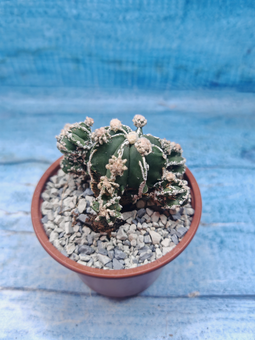 Astrophytum Myriostigma "Hakujo Fukuryu" (Астрофитум)