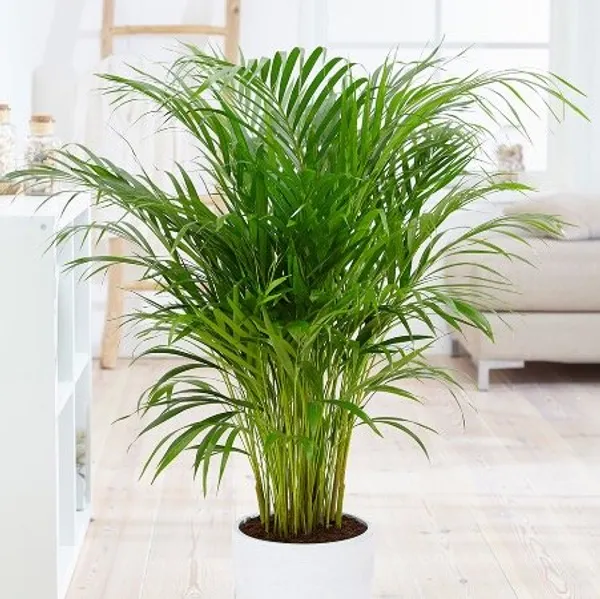 Дипсис желтоватый (Dypsis lutescens) семена 2 шт