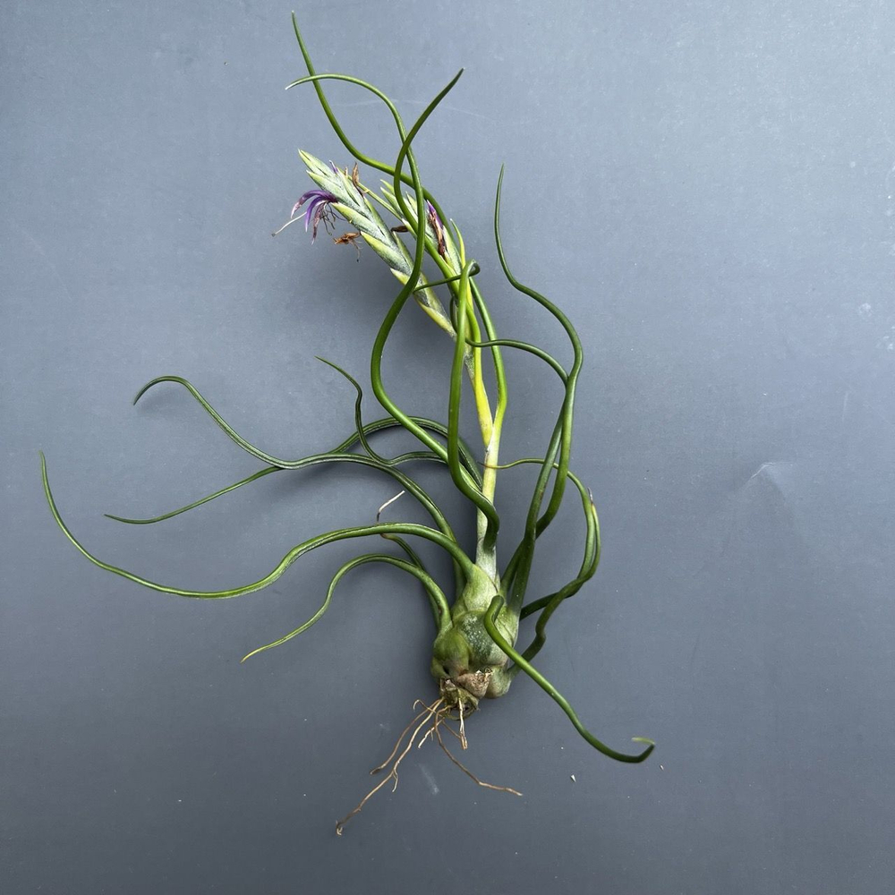 Тилландсия Бульбоса (бульбовидная, луковичная) Bulbosa, атмосферное растение