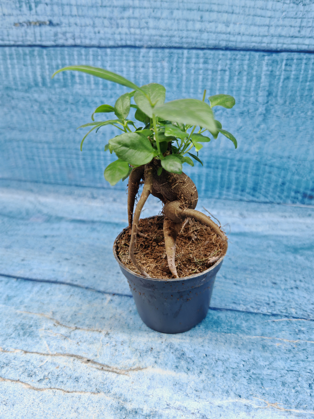 Ficus Microcarpa (Фикус Микрокарпа)