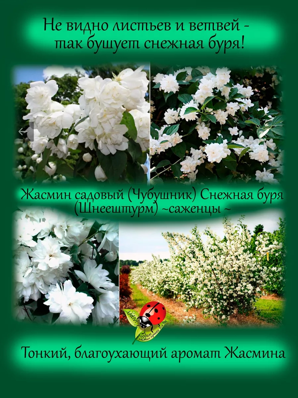 Жасмин Шнеештурм махровый чубушник садовый