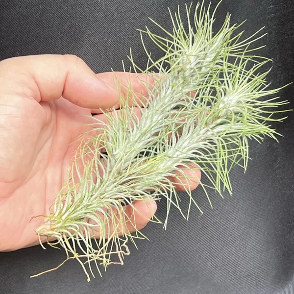 Тилландсия Фанкиана Funckiana var. recurvifolia, атмосферное растение