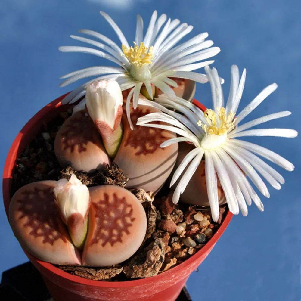 Литопс Lithops Hallii Ochracea C59