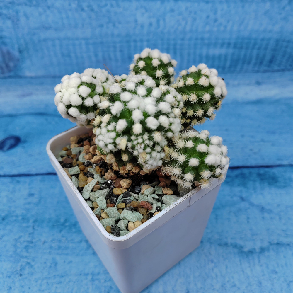 Mammillaria Arizona Snowcap (Маммиллярия)