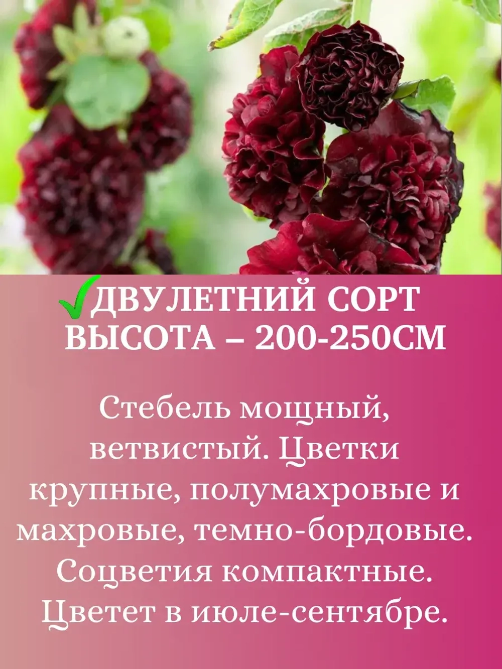 Семена Шток-роза Темно-бордовая