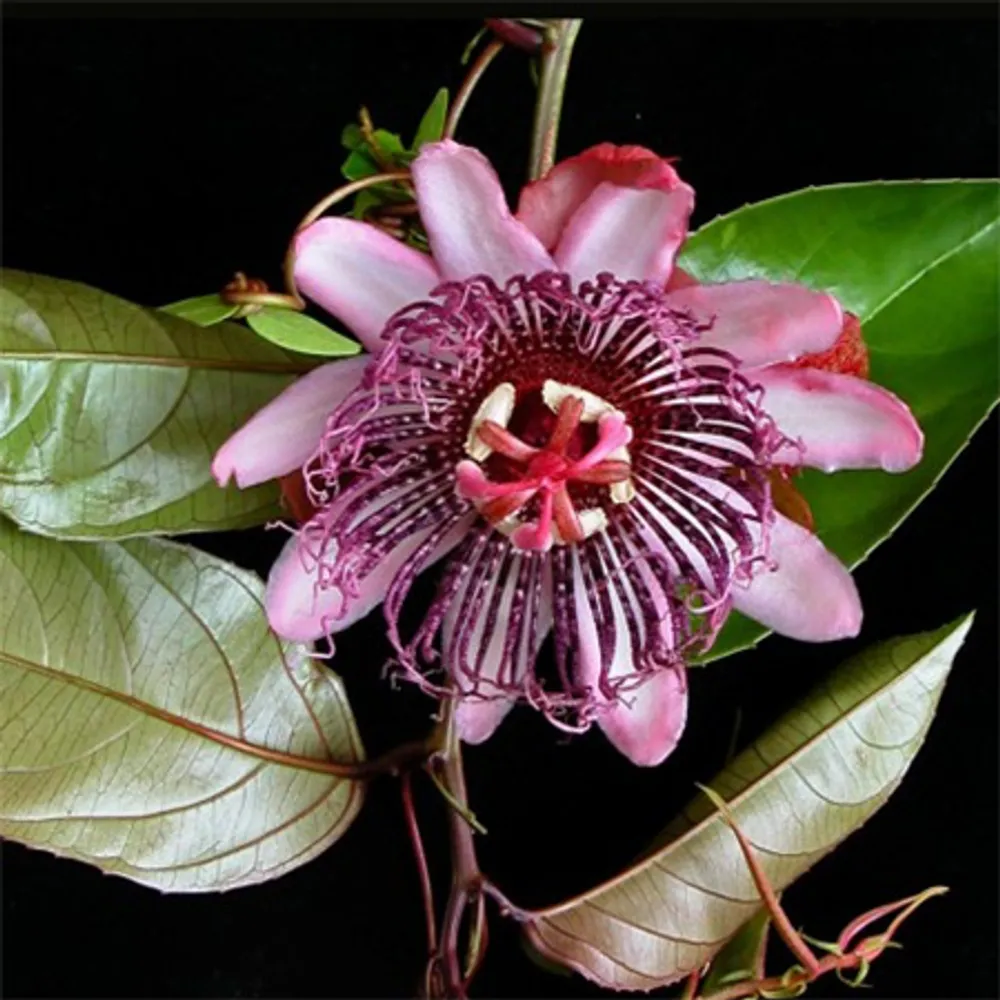 Пассифлора сомнительная (Passiflora ambigua) семена