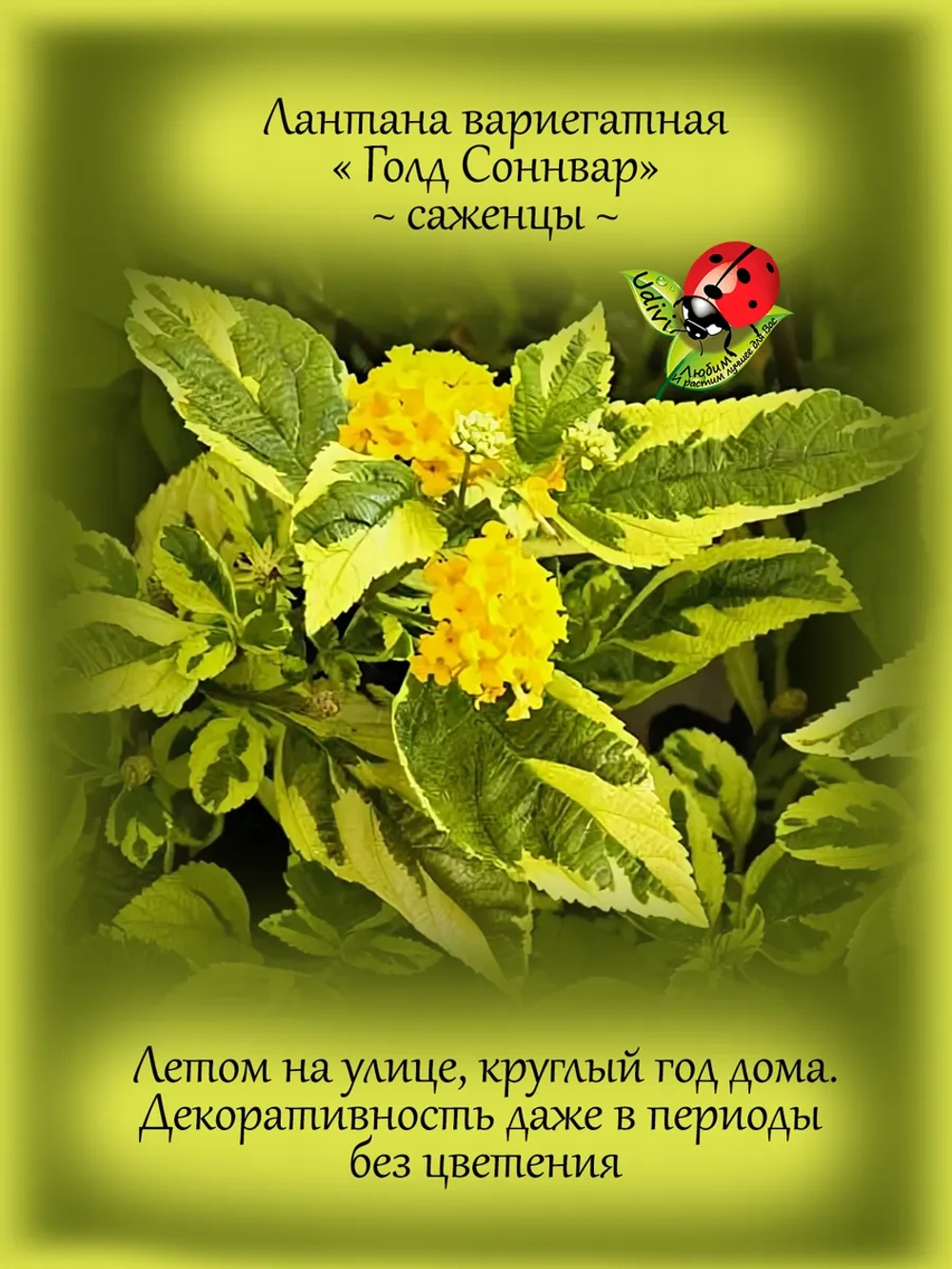 Лантана Голд Соннвар вериегатная