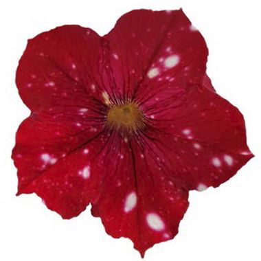 32339 Петуния STARTUNIA RED (ОСЕНЬ 2025)