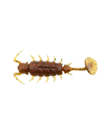 Виброхвосты съедобные искусственные LJ Pro Series ALIEN BUG 1,5in (03.81)/T48 10 шт. в упак.