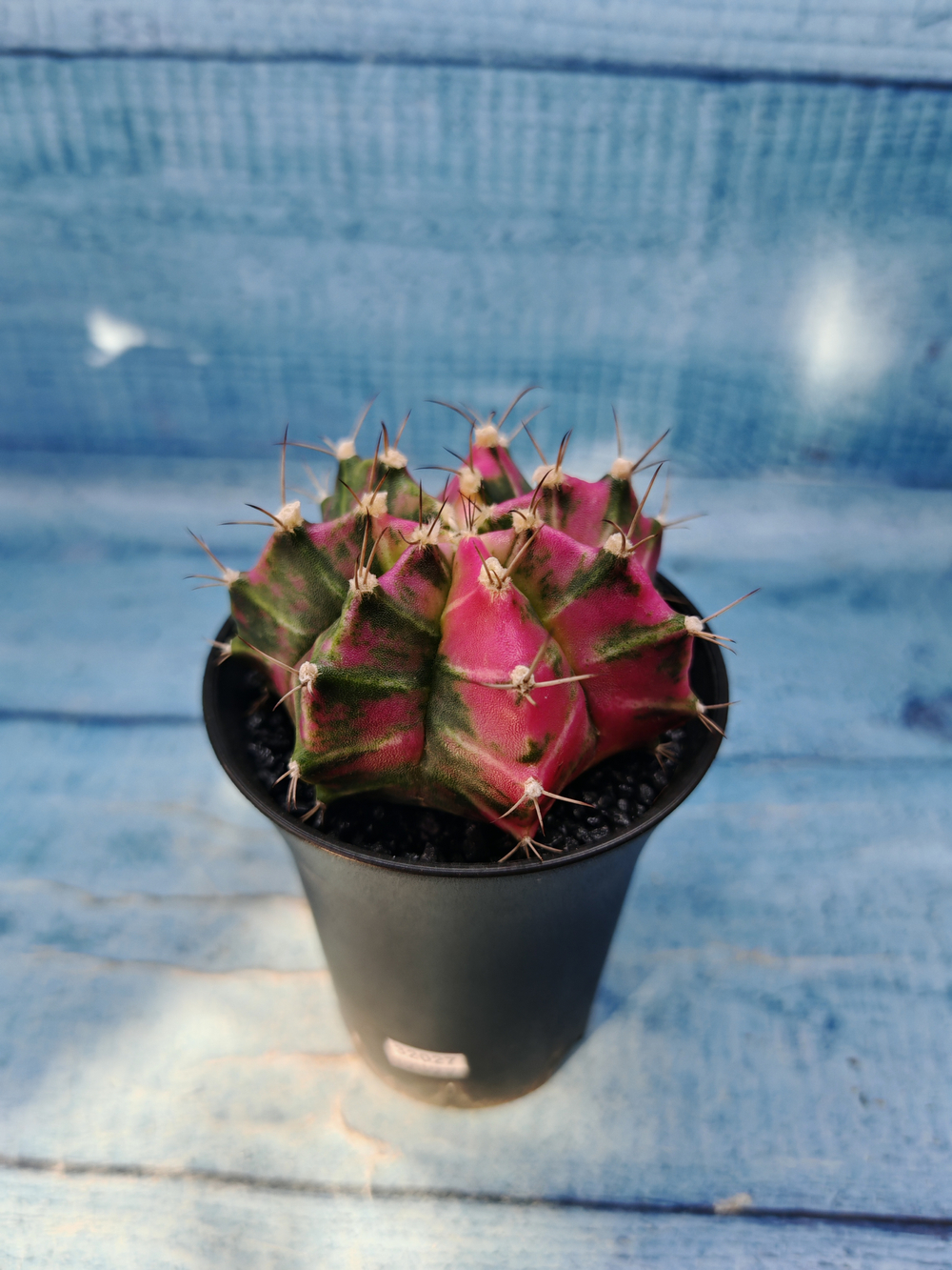 Gymnocalycium Variegata (Гимнокалициум Вариегатный)