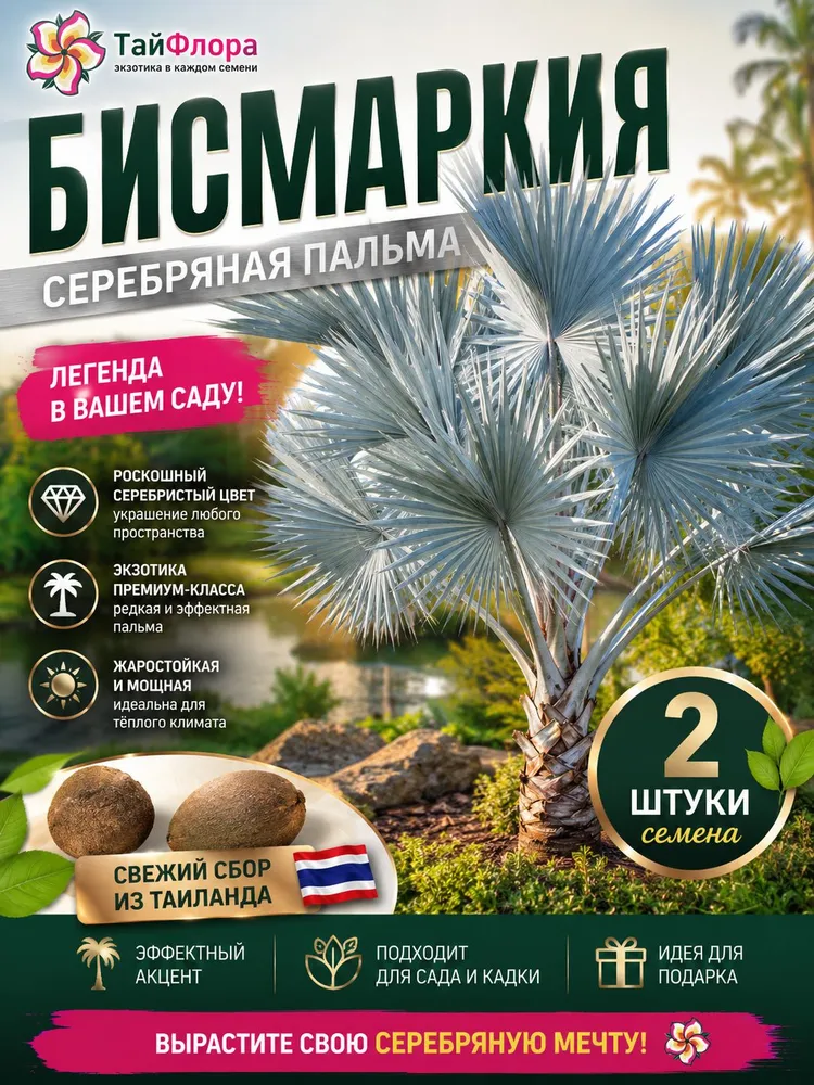 Бисмаркия, Пальма Бисмарка, Bismarckia nobilis семена 2 штуки (сбор 2025)