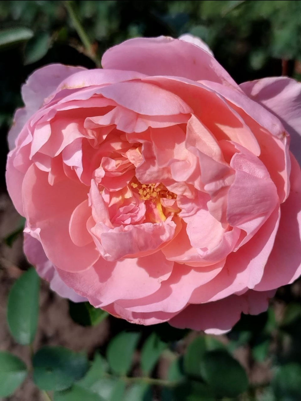 Роза Сувенир де Луи Амад Rosa Souvenir de Louis Amade