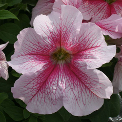 Петуния грандифлора Призм Распберри Сандай (1000др) Витагрин Профи