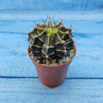 Gymnocalycium Friedrichii (Гимнокалициум)