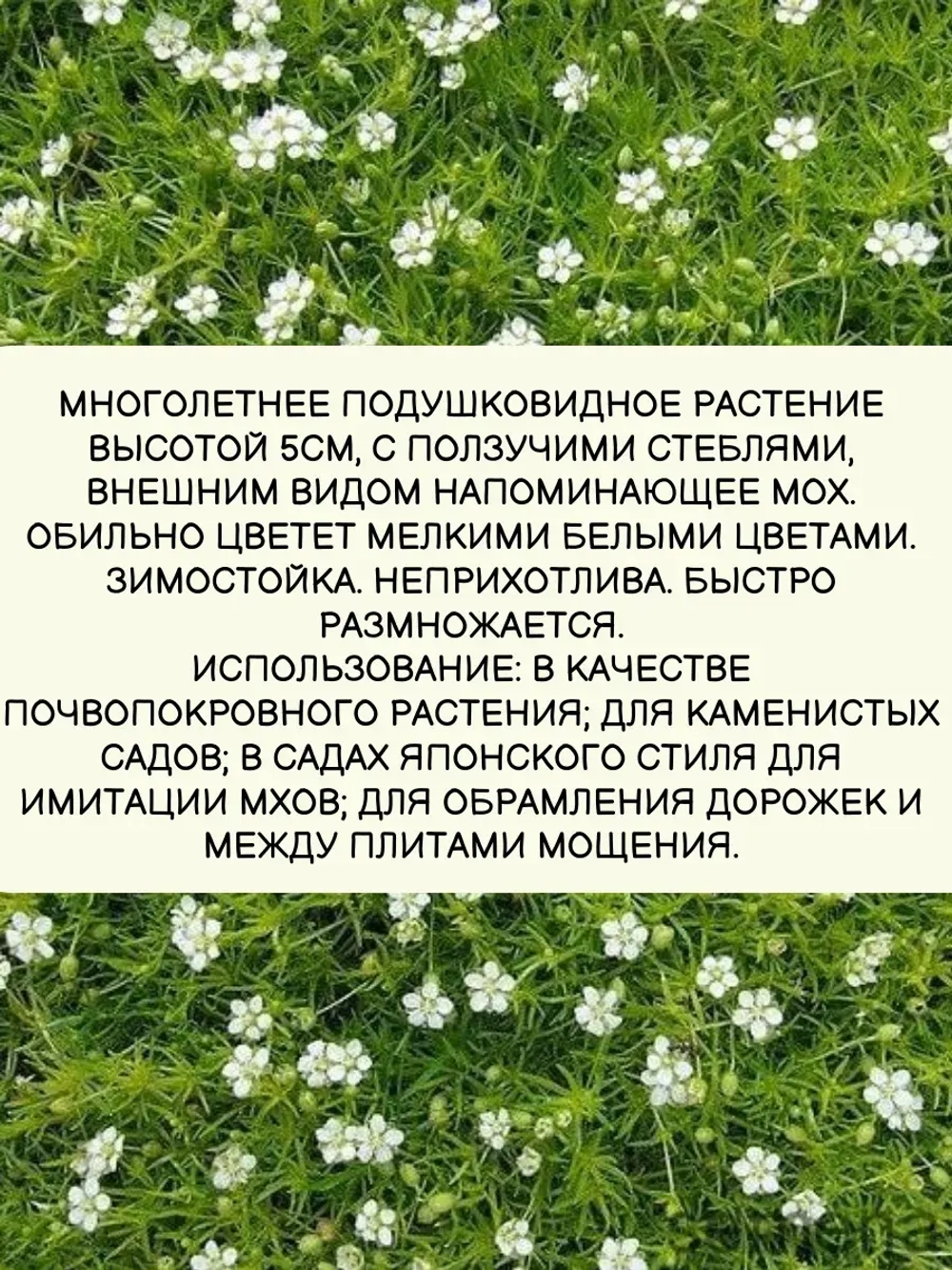 Семена газон Мшанка шиловидная