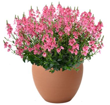 1828 Диасция TRINITY Pink (Весна 2026)