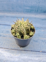 Euphorbia meloformis f. Variegated (Эуфорбия вариегатная)