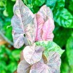 Сингониум PINK SPOT DOUBLE VAR (М78)
