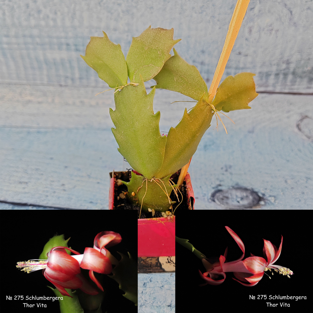 Schlumbergera Thor Vita (Декабрист)
